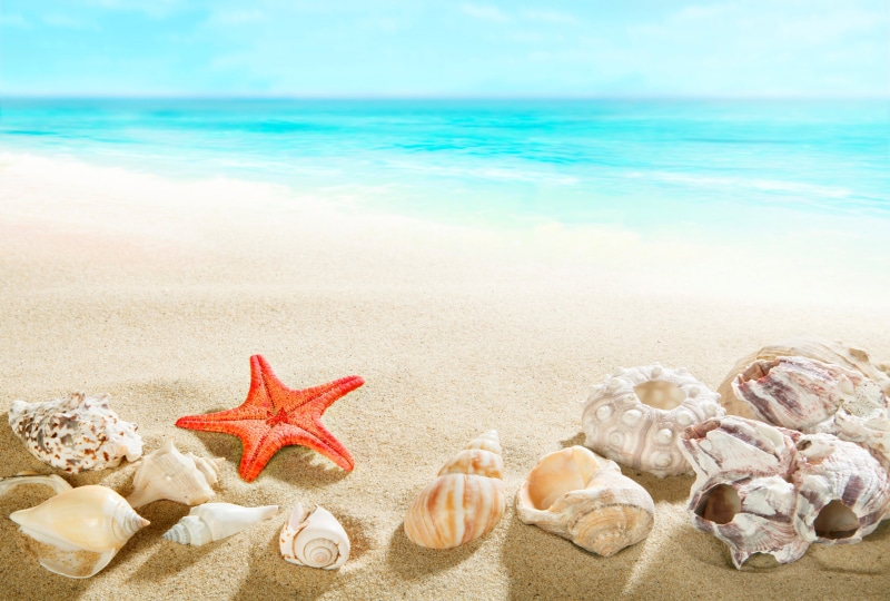sand, sea life, undersea, 5K, blue, holiday, shells, shore, land, beauty in nature, marine, assorted, horizon over water, seashells, star shape, animal wildlife
