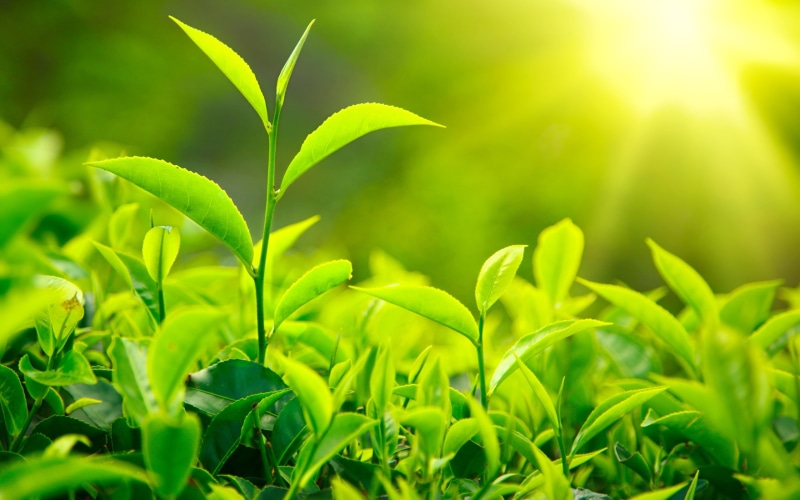Fresh, Green, Sunlight, 2K, Leaves, Tea