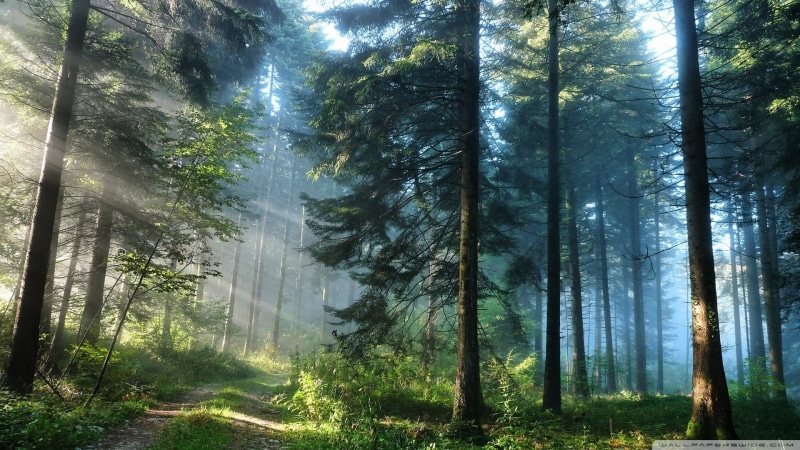 fog, forest, woodland, tranquil scene, tree trunk, beauty in nature, sunlight, 1080P, streaming, outdoors, environment, scenics - nature, tranquility