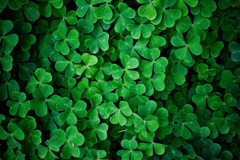 growth, plants, plant, lush foliage, organic, freshness, agriculture, green Color, no people, 2K, backgrounds, beauty in nature, leafed, full frame, abundance