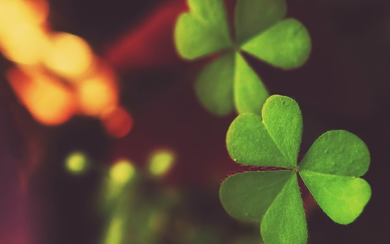no People, leafed, summer, backgrounds, high angle view, pattern, environment, season, nature, heart shaped, defocused, irish Culture, 1080P, close-up