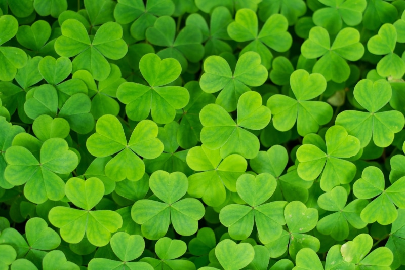4R, backgrounds, Lush, Fujinon, leaf, Gardens, nature, 2K, green  leaves, leafs, green, clover, growth, plant, green Color
