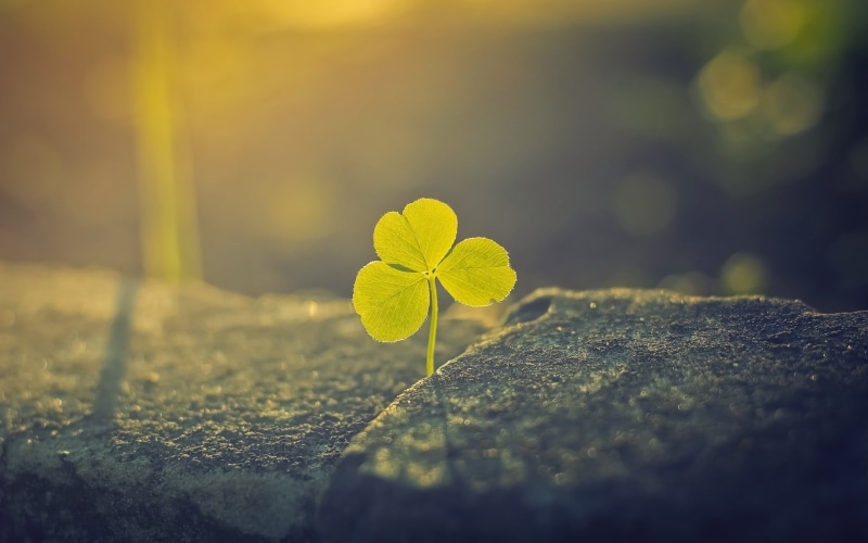 environment, no People, leaf, seedling, environmental Conservation, outdoors, green, flower head, plant part, macro, selective focus, beauty in nature