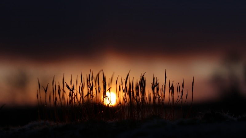 tranquility, silhouette, cloud - sky, beauty In Nature, outdoors, sunset, night, close-up, heat - Temperature, season, sky, yellow, growth, tranquil Scene