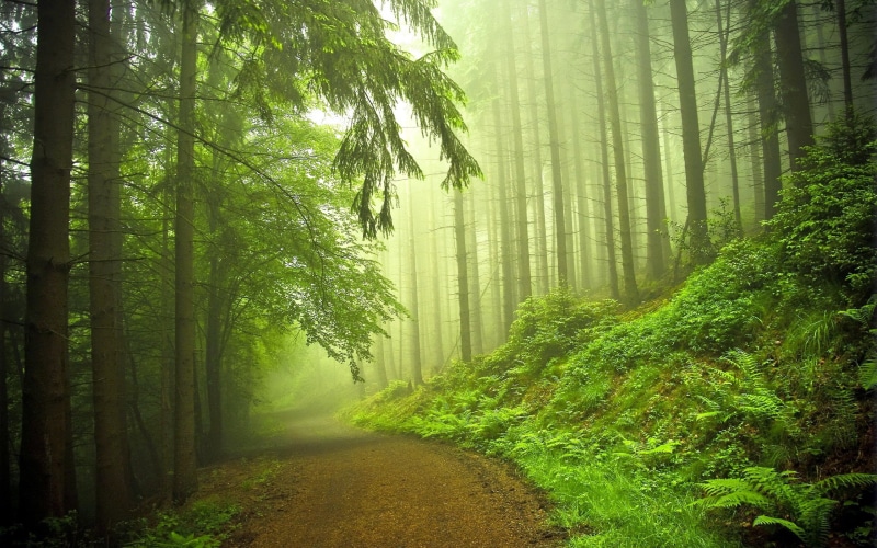 Scenery, green, green color, leafed, the way forward, beauty in nature, 2K, woodland, land, plant, scenics - nature, no people, fog, forest, growth, tranquility