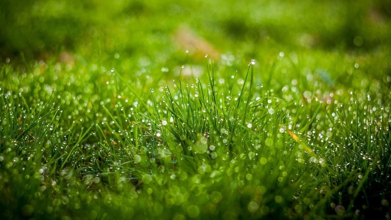 dew, selective focus, water drops, lush Foliage, leaves, grass, drop, depth of field, outdoors, morning, environment, meadow, surface level, plant, backgrounds