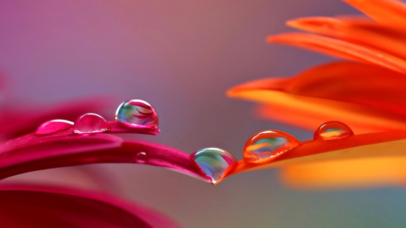 drops, dew, water drop, 4K, petal, morning