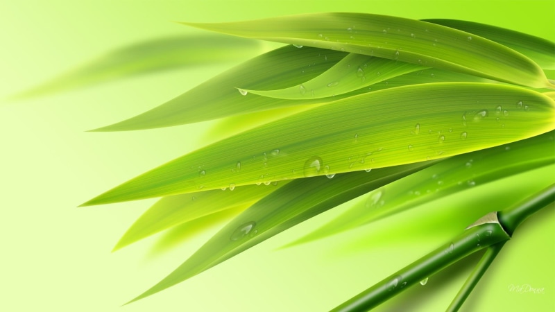 chartreuse, 1080P, water, nature and landscapes, early, green, leaves, fresh, lime, bamboo, tree, morning