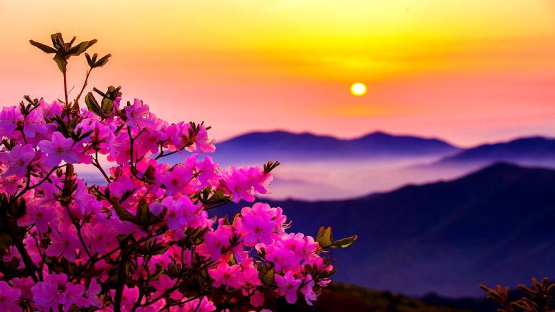 mountains, 1080P, sunset, sun, flowers, flower, morning, pink