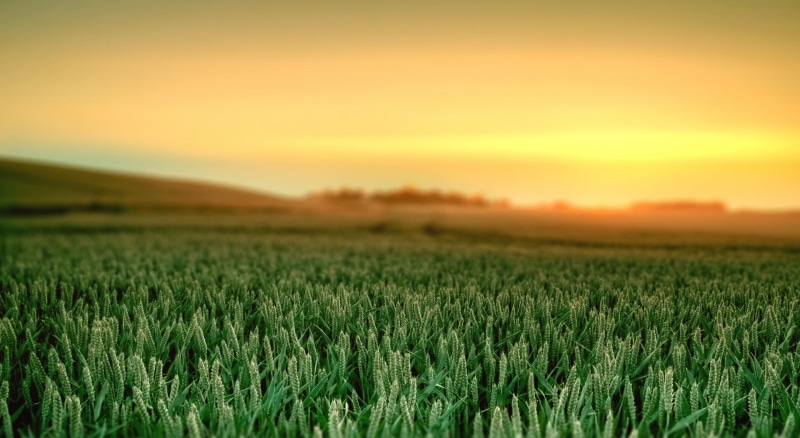 landscape, beauty in nature, Computers, green color, environment, crop, growth, nature, tranquility, cereal plant, morning, 1080P, elementary, outdoors