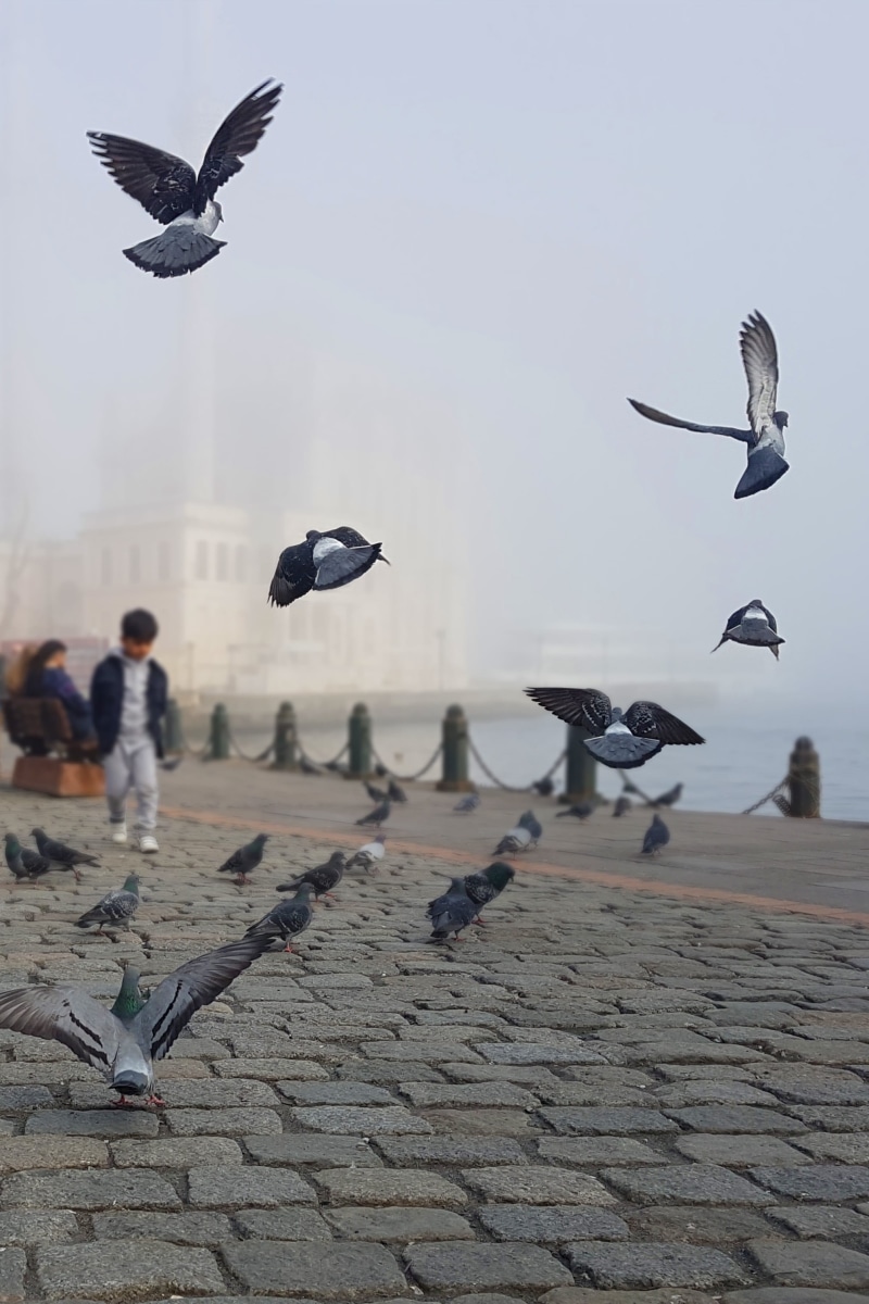 tourists, vertebrate, group of animals, 2K, pigeon, water, day, nature, ortakoy, air, animals in the wild, istanbul, motion, large group of animals, square