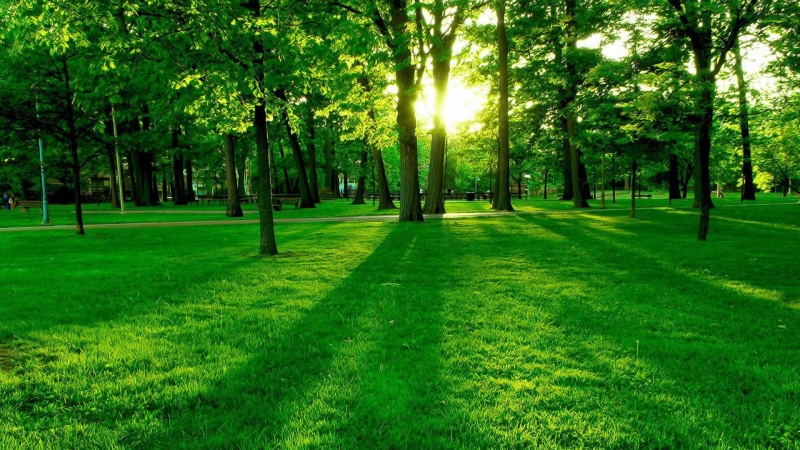 1080P, grassland, sunrise, grass, tree, forest, woodland, sunlight, morning, nature, path, green, lawn