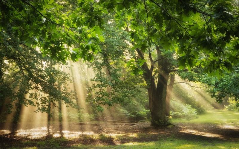 green color, no people, tree, day, scenics - nature, land, oak trees, sunlight, forest, plant, ferns, nature, woodland, tranquility, shadow, beauty in nature