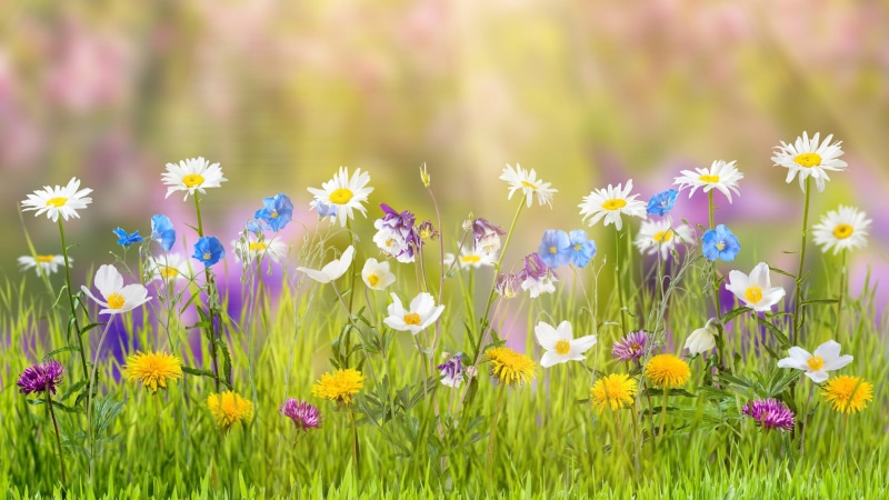 plant, flower field, meadow, wildflower, spring, 4K, flowers, flower, easter, flora, grass, field, sunlight