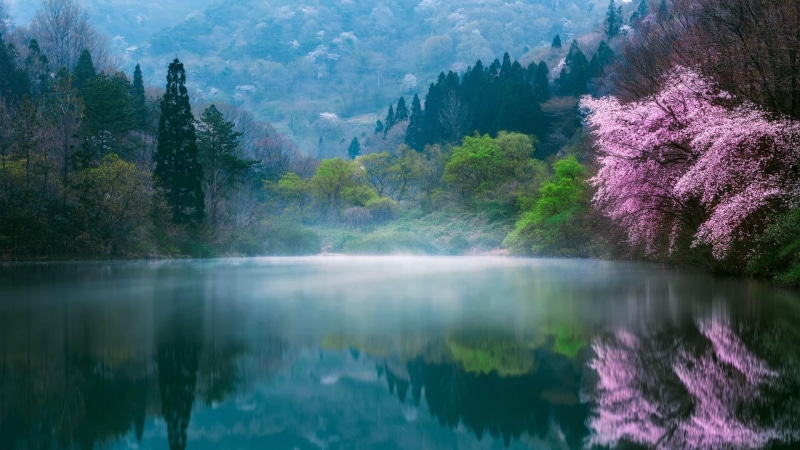 tree, sky, reflection, 1080P, mount scenery, leaf, wilderness, nature, water, lake, spring