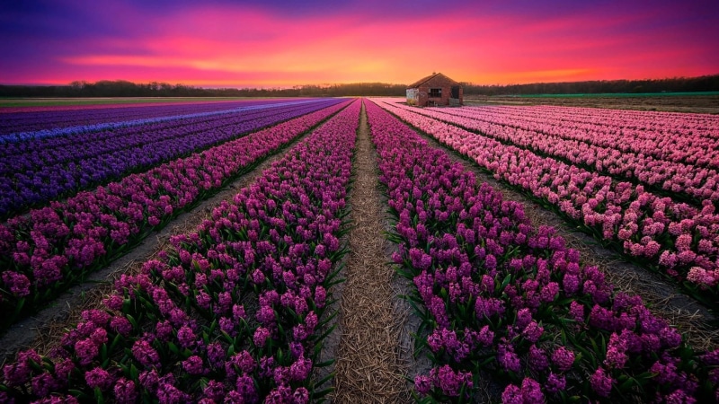 purple, sunlight, hyacinth field, flowering plant, flowerbed, rural scene, purple flowers, outdoors, dawn, no people, agriculture, sunset, nature, keukenhof