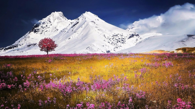 spring, sky, wilderness, alps, switzerland, lonely tree, swiss alps, 1080P, meadow, morschach, lone tree, mount scenery, nature, mountain, landscape, schwyz