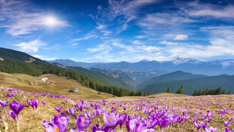 mountain range, daytime, sky, purple flowers, blossom, grassland, crocus field, flora, montainside, flower field, flower, wildflower, sunshine, sunny day