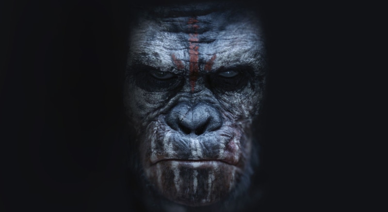 apes, animals in captivity, studio shot, portrait, Movies, planet of the apes, close-up, animal head, animals in the wild, 1080P, Bonobo, mammal, dark