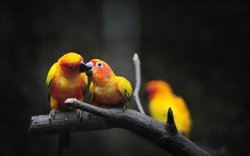 color, pets, conure, blue, parakeet, beak, vibrant Color, beauty In Nature, tropical Climate, colors, forest, outdoors, feather, orange Color, red, birds