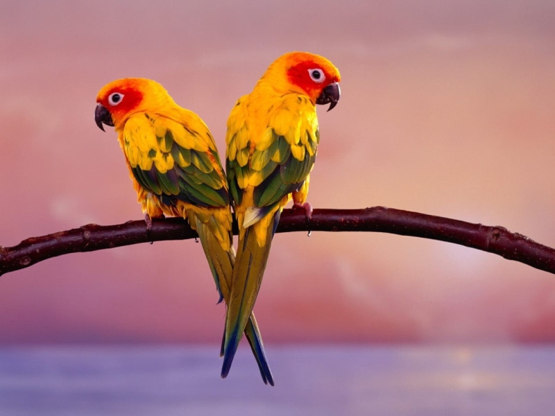 art, parrots, hd, animals, birds, sun, conure, 720P