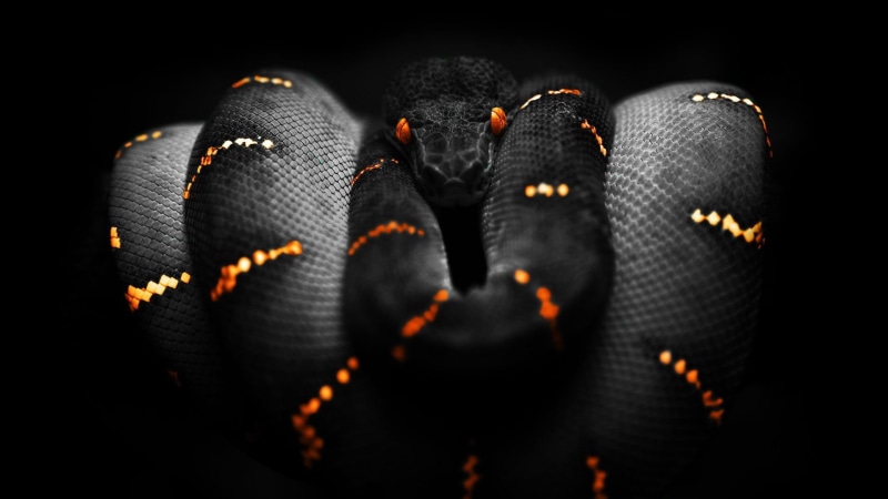 full frame, digital art, luxury, shoe, studio shot, black, clothing, business, snake, fashion, black background, orange, selective focus, Boa constrictor