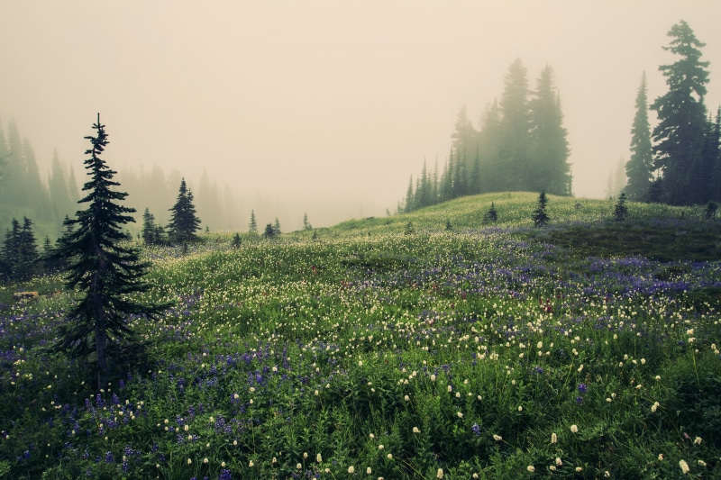 flower, Mountains, outdoors, trees, rest, mountain, paradise, peace, natural, alpine, beauty, forest, Mountain Meadow, wander, foggy weather, explore, Washington