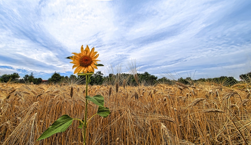 field, rural Scene, crop, rest, panoramic, countryside, agriculture, details, summer, scene, horizon, fields, sky, photography, outdoors, capture, up to you