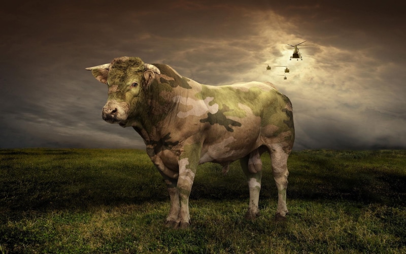 black, cattle, animal, cow, bull, green, camouflage, hide, 1080P, funny, 3d and abstract, white