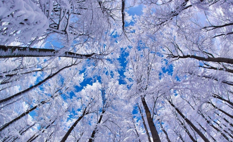 tranquility, branch, leafed, full frame, backgrounds, Looking, day, Trees, frozen, tree, outdoors, trees, Winter, cold temperature, 1080P, snow, nature