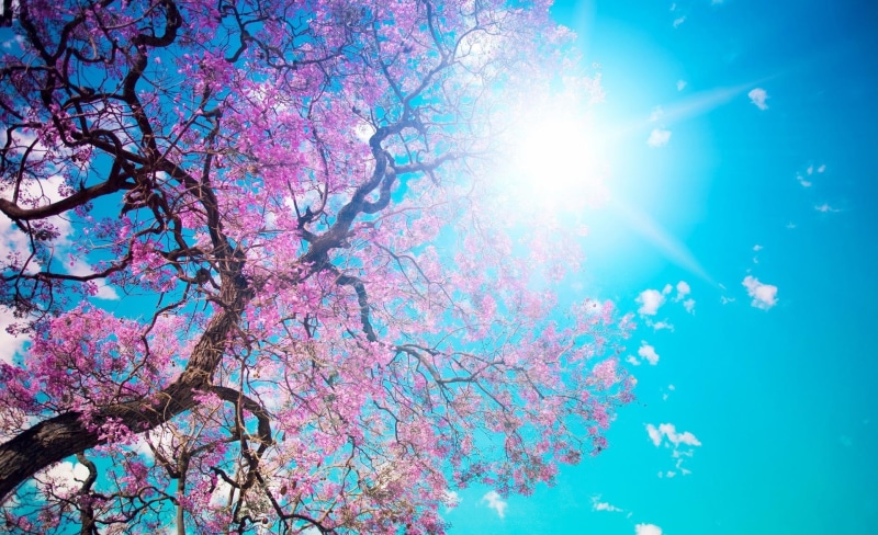 day, growth, lens flare, nature, flowering plant, branch, tree, pink color, outdoors, blue, cherry tree, sky, sun, blossom, low angle view, springtime