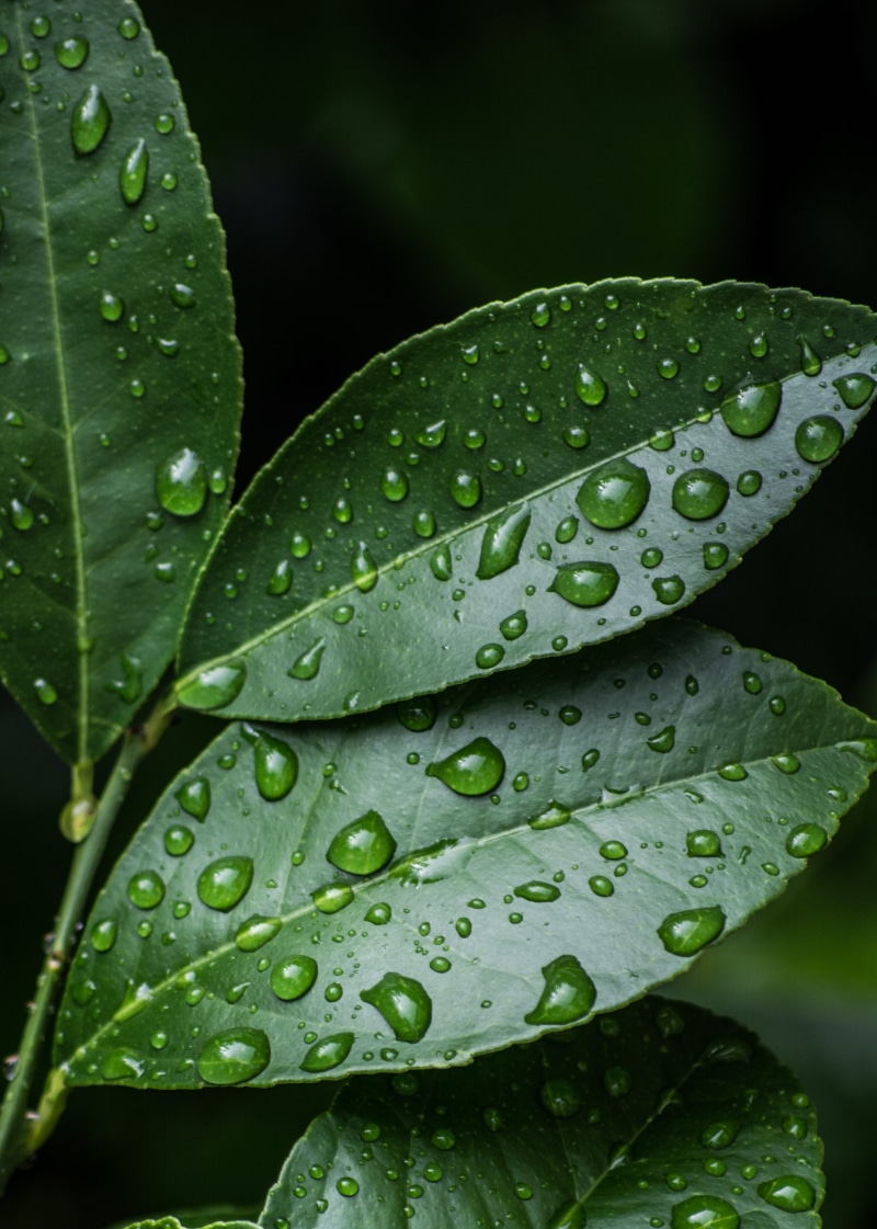 leaves, environment, day, nature, 4K, water, waterdrops, plant, drops of water, moisture, close-up, dew, leaf, freshness, outdoors, macro, raindrop, rainy season