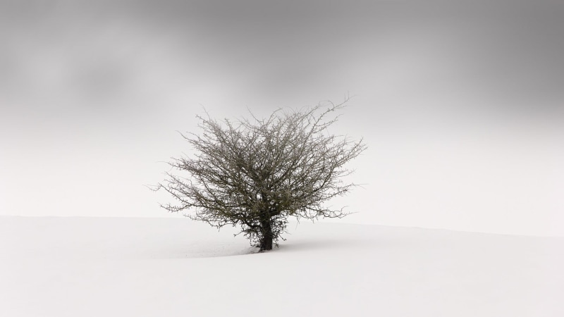 simple, nature, bare, brown, outdoors, landscape, tranquil scene, gray, mist, white, winter, 1080P, trees, minimalism, snow, tree, cold temperature, scenics - nature