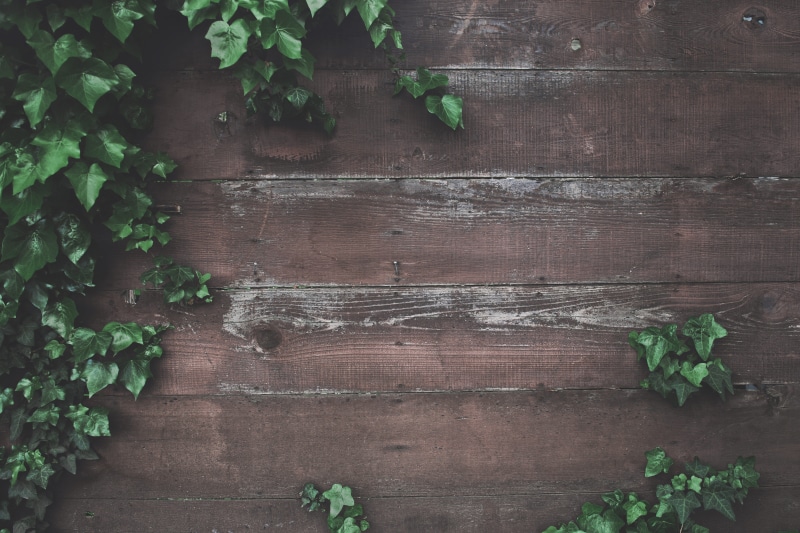 green, wood - Material, outdoors, Ivy, wall, background, wall - Building Feature, creeper, plant part, close-up, directly above, plank, vine, high angle view