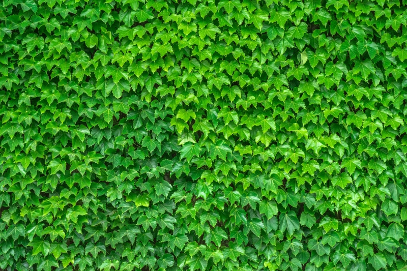texture, vine, background, abstract, backgrounds, photo, damme, abundance, no people, natural pattern, leaf, green, foliage, spring, ivy, tranquility, full frame