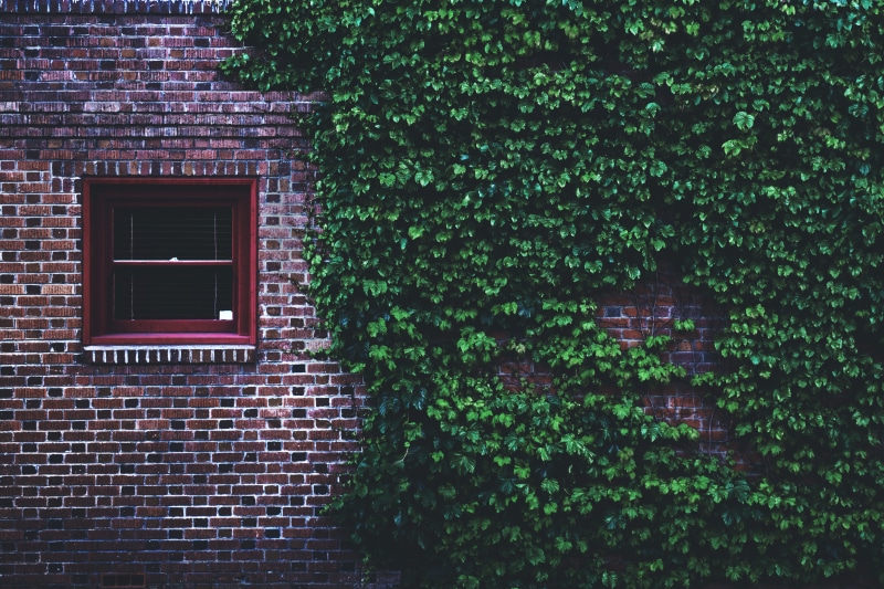 windowpane, abstract, building exterior, ivy, glass, grass, street, red, brown, window, brick wall, plant, no people, vine, brick, tree, built structure