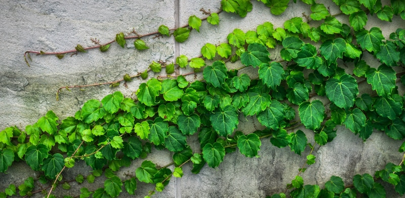 plant part, brick, high angle view, vine, green, concrete, beauty in nature, state of the union, stone wall, architecture, plant, wall, built structure