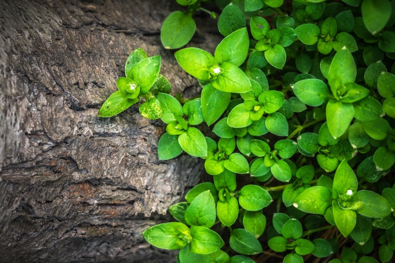 growth, high angle view, green, trunk, texture, 4K, tree, green Color, plant, backgrounds, outdoors, food and drink, food, tree trunk, botany, day, leaf