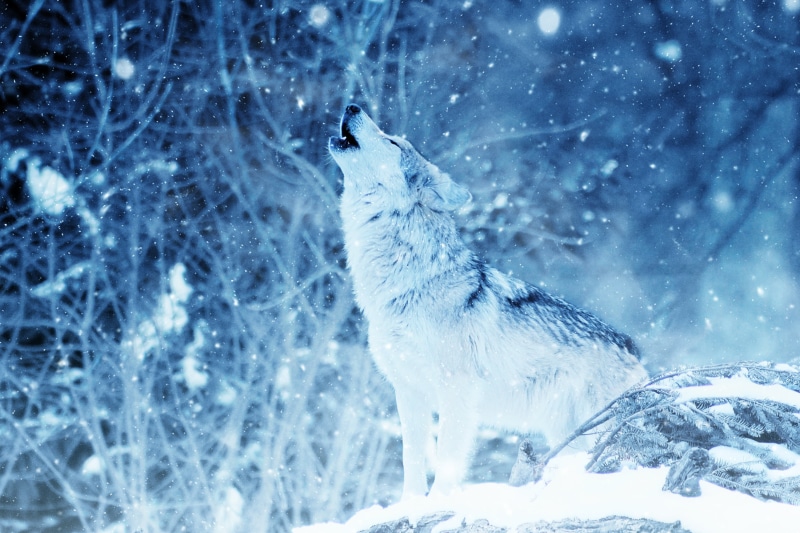decorative, cold temperature, art, beauty in nature, snowflake, time, snow, ice crystal, snowcapped mountain, howl, focus on foreground, frozen, animal wildlife