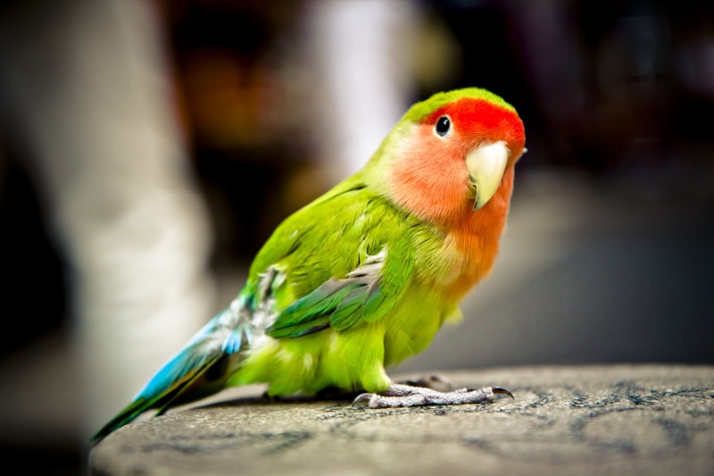 beak, parrot, red, pet, vertebrate, one animal, animal themes, perching, full length, feather, day, animal wildlife, colorful, pets, parakeet, yellow, bird