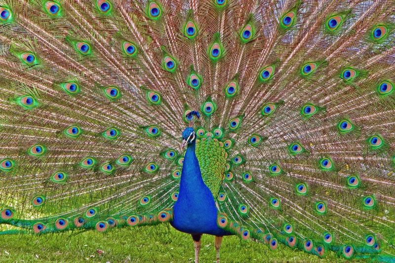 vibrant Color, 4K, animal wildlife, feather, elegance, nature, no people, fanned out, multi Colored, bird, tail, animal themes, beak, blue, green Color