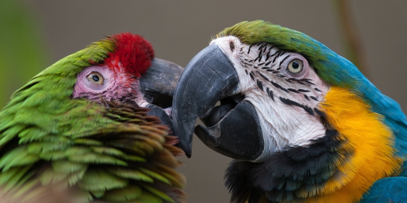 zoo, yellow, beak, wildlife, multi Colored, Macaws, colored, blue and yellow, macaw, trip, US, pets, nature, 2K, animal, Santa Barbara, USA, SLR, feather