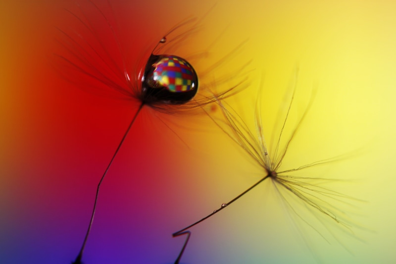 Form, Features, WEE, RED  BLUE, DROP, colorful, TIME, SCOTLAND, colored, PURPLE, MACRO, COLOUR  YELLOW, multi, FRIDAY, 500D, SPECTRUM, STEM