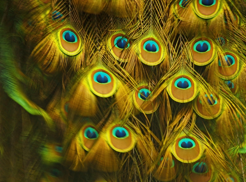 blue, elegance, pattern, Mafra, 2K, pile, green Color, feathers, peacock, nature, feather, colorful, backgrounds, color, peacock  feather, vibrant Color