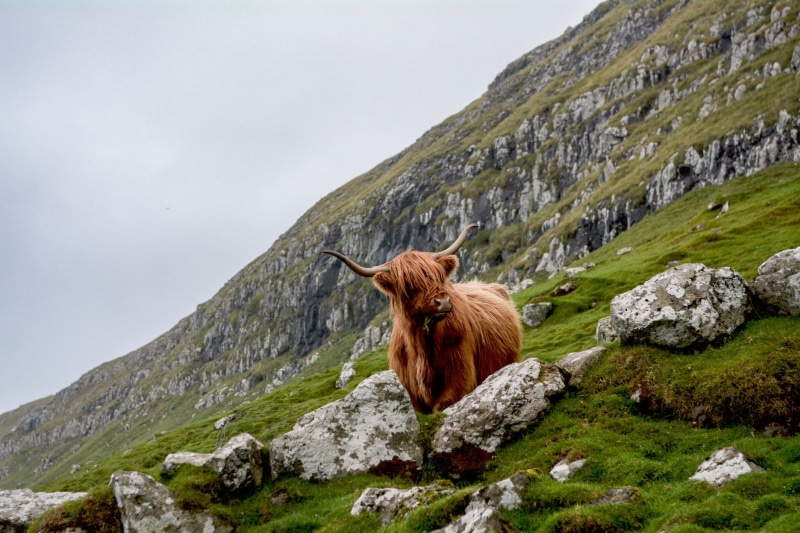 vertebrate, domestic, mammal, solid, highland cattle, landscape, field, livestock, standing, nature, day, green, pets, animal themes, one animal, outdoors