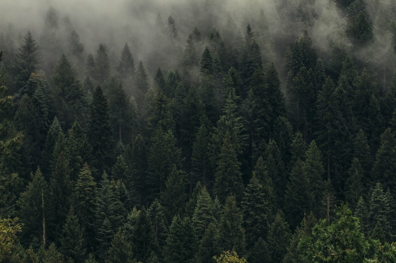 fog, forest, trees, 5K, top view, shroud, green
