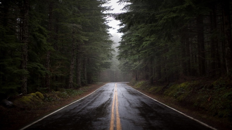 nature, road, 1080P, fog, trees