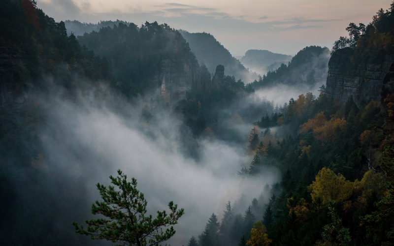 non-urban scene, growth, tranquil scene, no people, Switzerland, nature, mist, coniferous tree, idyllic, outdoors, environment, beauty in nature, landscape
