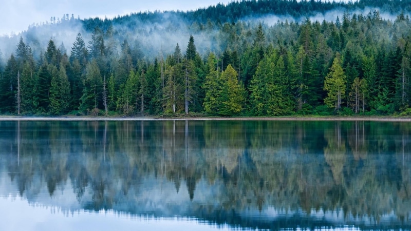 misty, waterfront, plant, scenics - nature, day, tranquility, idyllic, pines, land, pine woodland, coniferous tree, pine tree, forest, non-urban scene