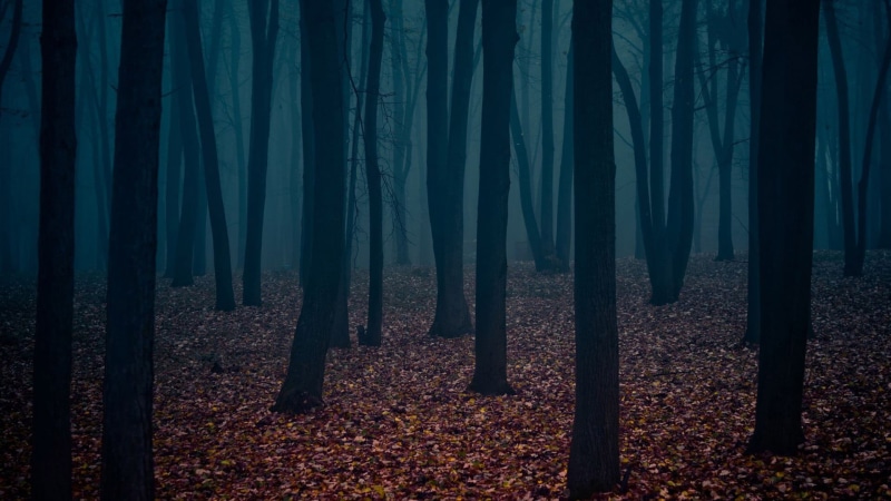 cover, silhouette, woodland, plant, autumn, beauty in nature, land, no people, scenics - nature, fog, leaves, leaf, trunk, trees, tranquility, non-urban scene